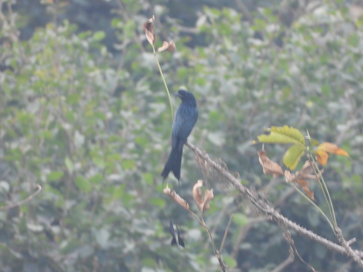 Greater Racket-tailed Drongo - ML626962251