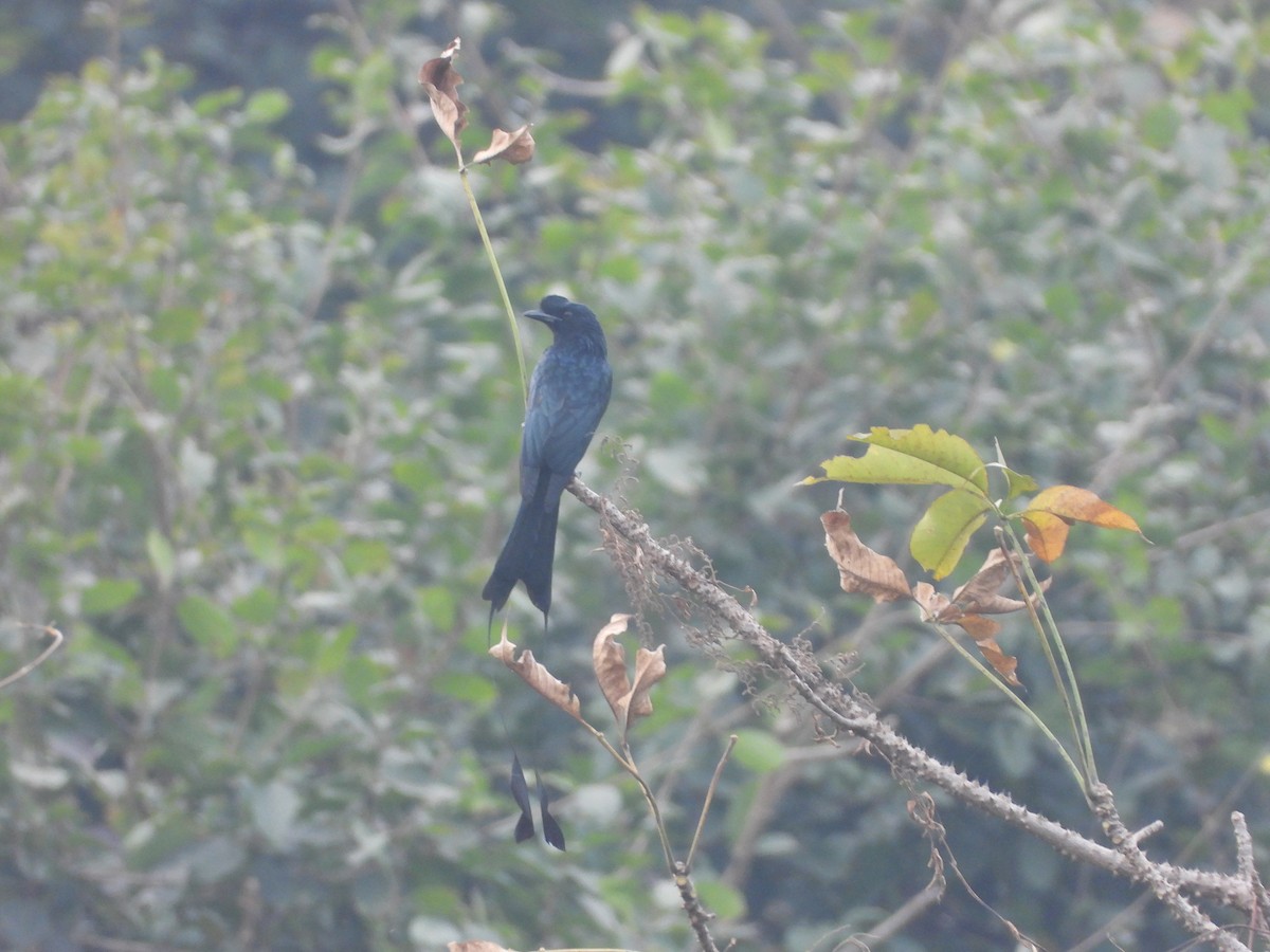 Greater Racket-tailed Drongo - ML626962252