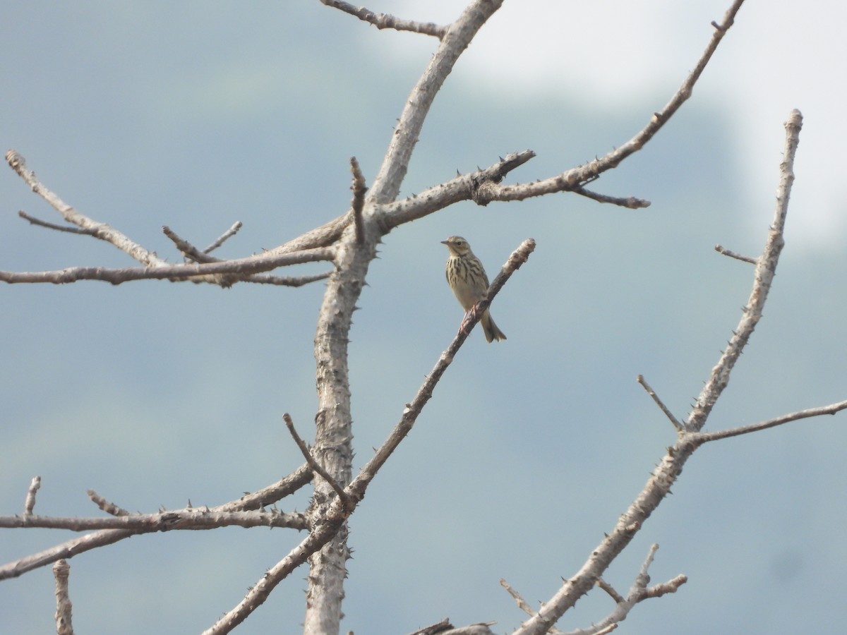 Tree Pipit - ML626962262