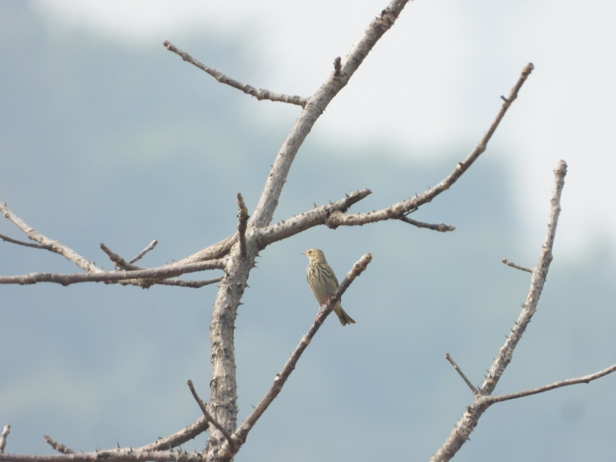 Tree Pipit - ML626962263