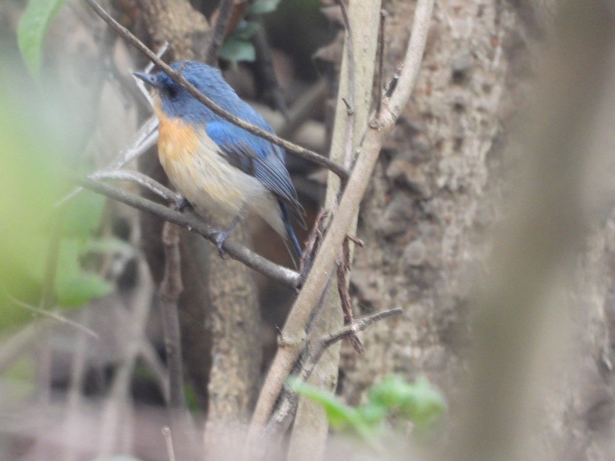 Tickell's Blue Flycatcher - ML626962316