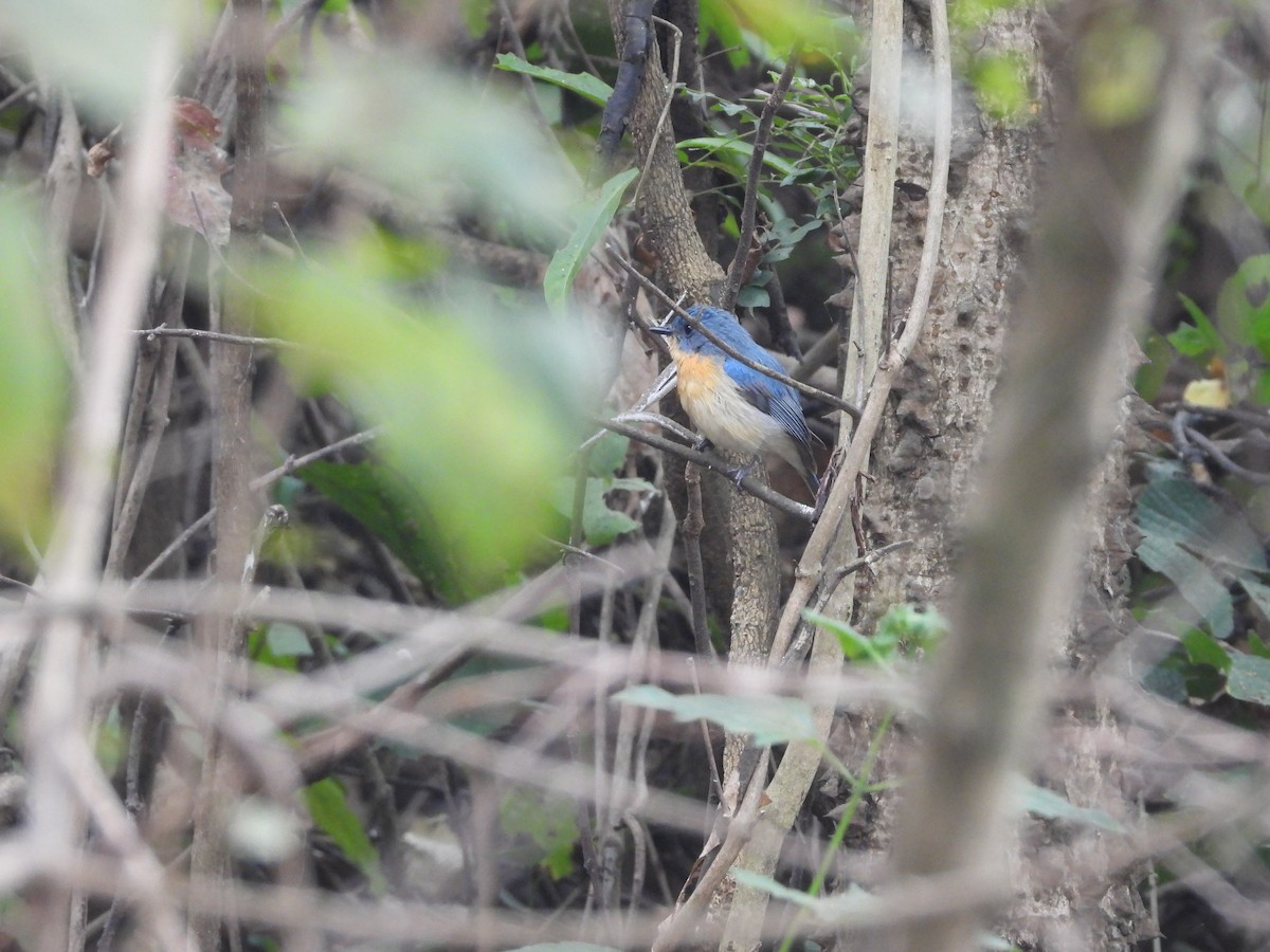 Tickell's Blue Flycatcher - ML626962317