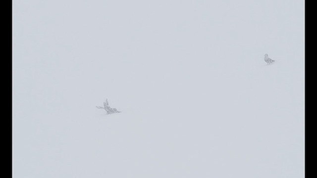 South Polar Skua - ML626962333