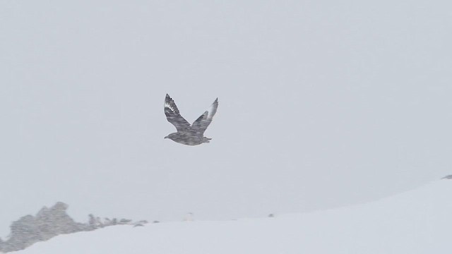South Polar Skua - ML626962334