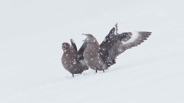 South Polar Skua - ML626962337