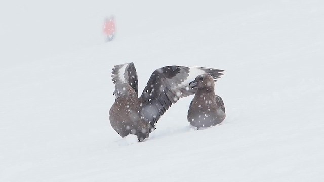 South Polar Skua - ML626962338