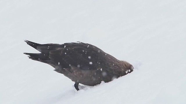 South Polar Skua - ML626962339