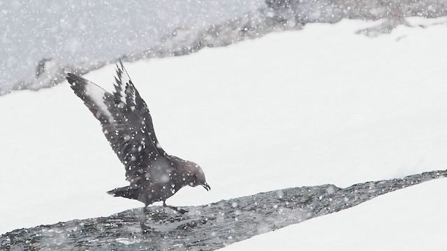 South Polar Skua - ML626962343