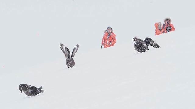 Поморник антарктичний - ML626962344