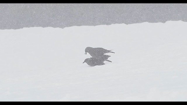 South Polar Skua - ML626962354