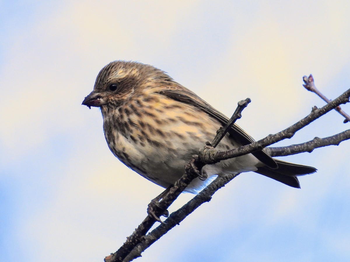 Purple Finch - ML626962396