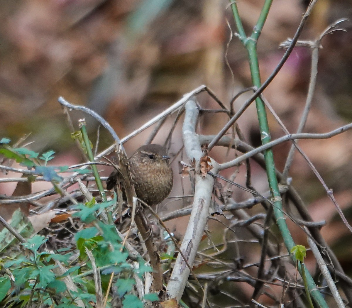 Troglodyte des forêts - ML626962445