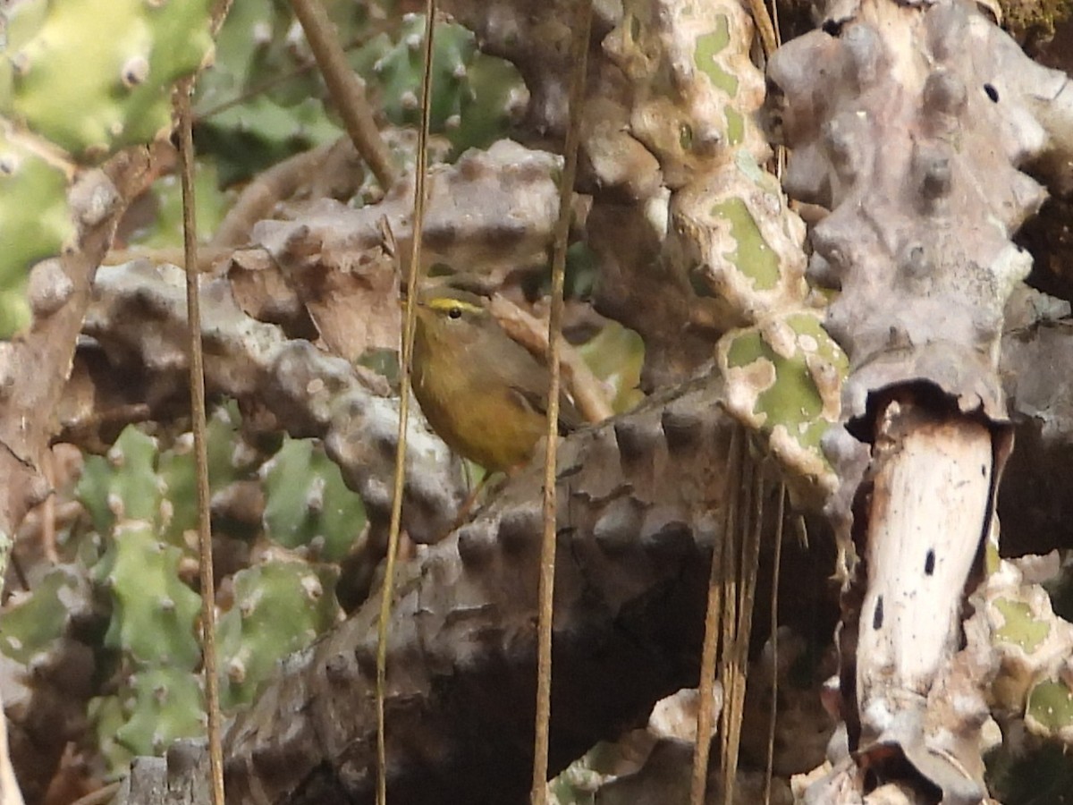 Sulphur-bellied Warbler - ML626962509