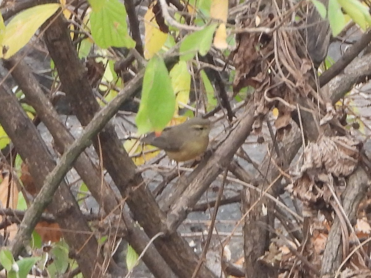 Sulphur-bellied Warbler - ML626962510