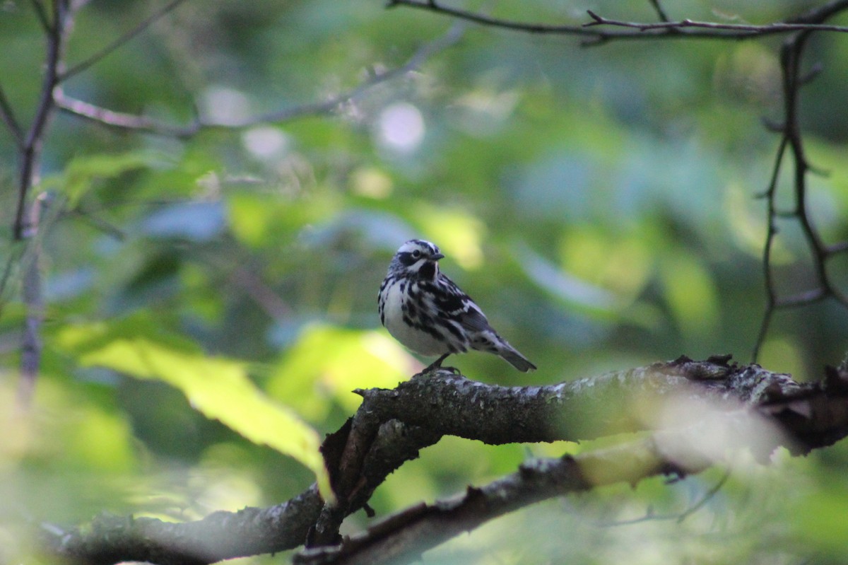 Black-and-white Warbler - ML62696261