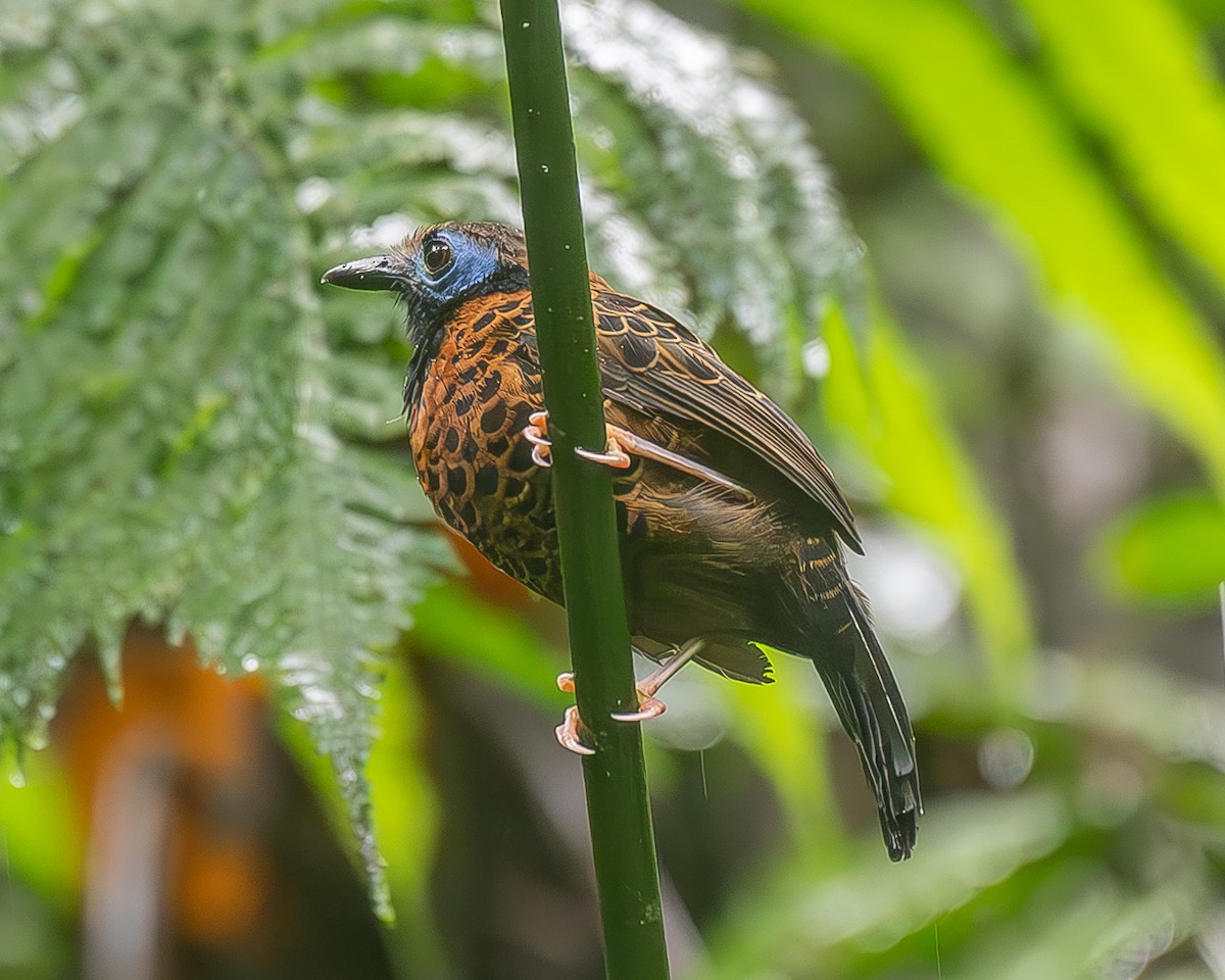 Ocellated Antbird - ML626962823