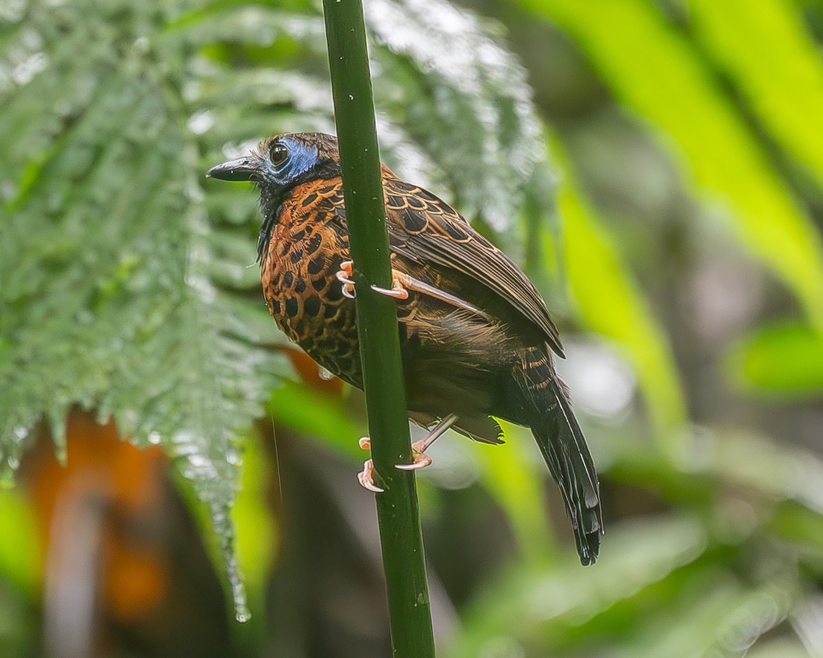 Ocellated Antbird - ML626962824