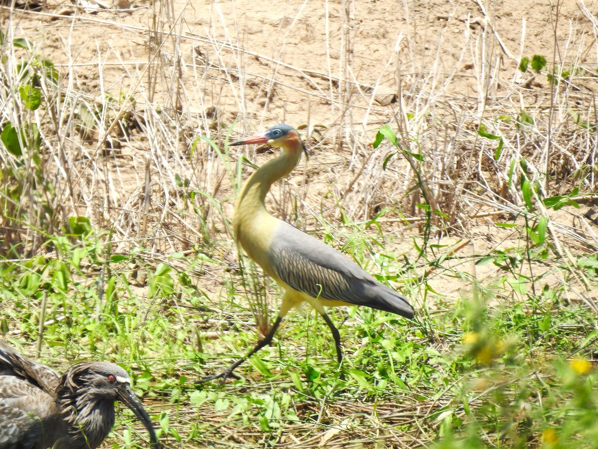 Whistling Heron - ML626962893