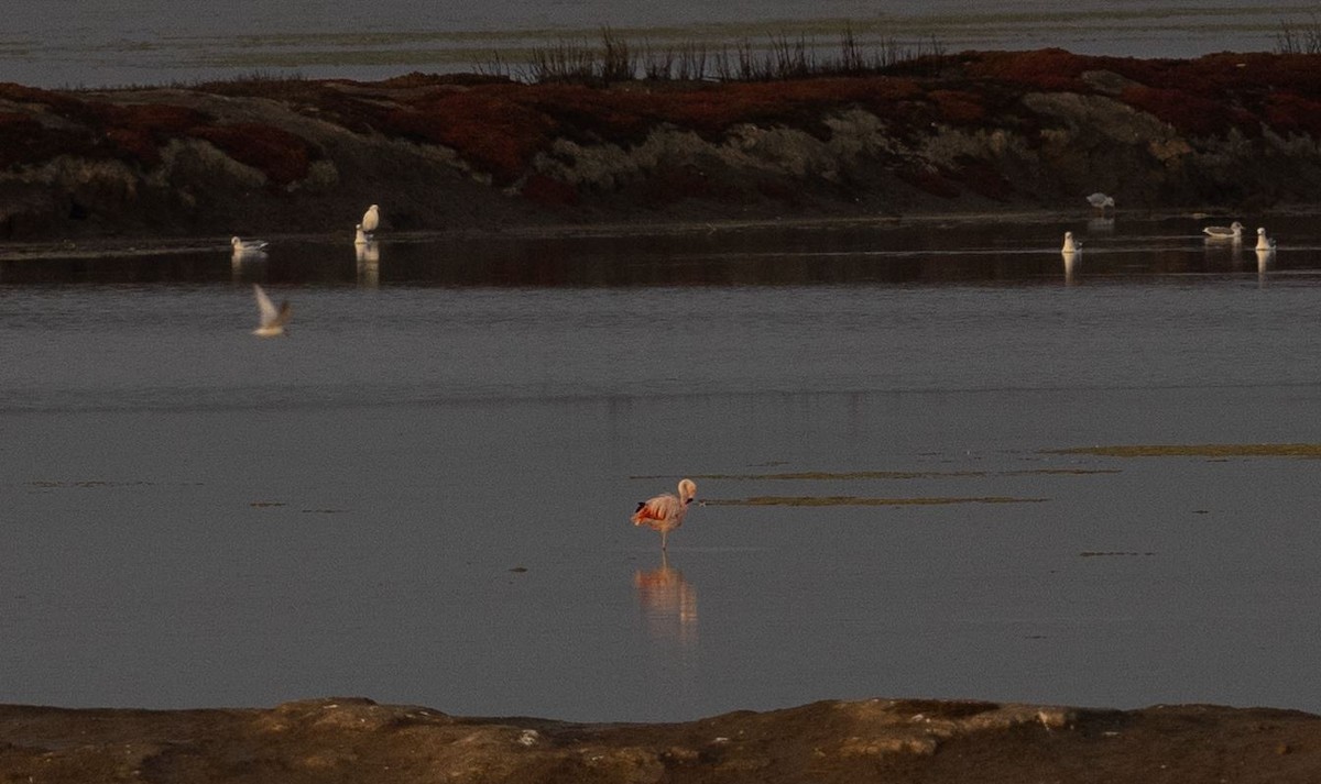 Chilean Flamingo - ML626962955