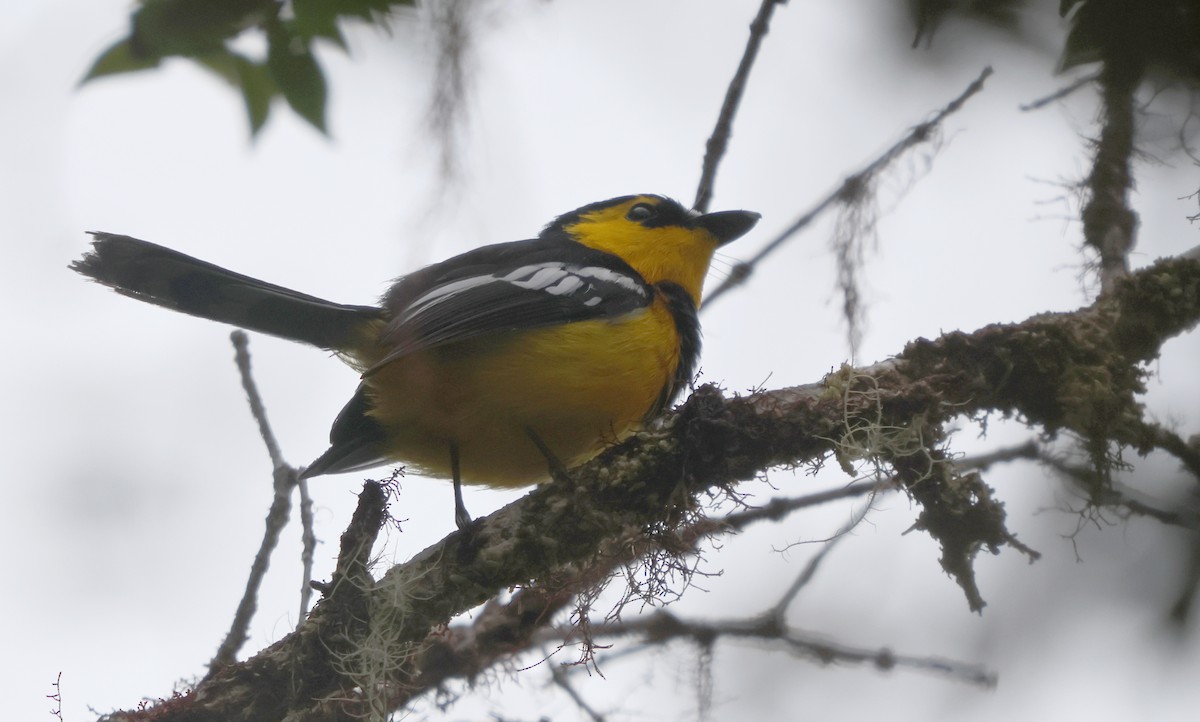 Black-breasted Boatbill - ML626963009