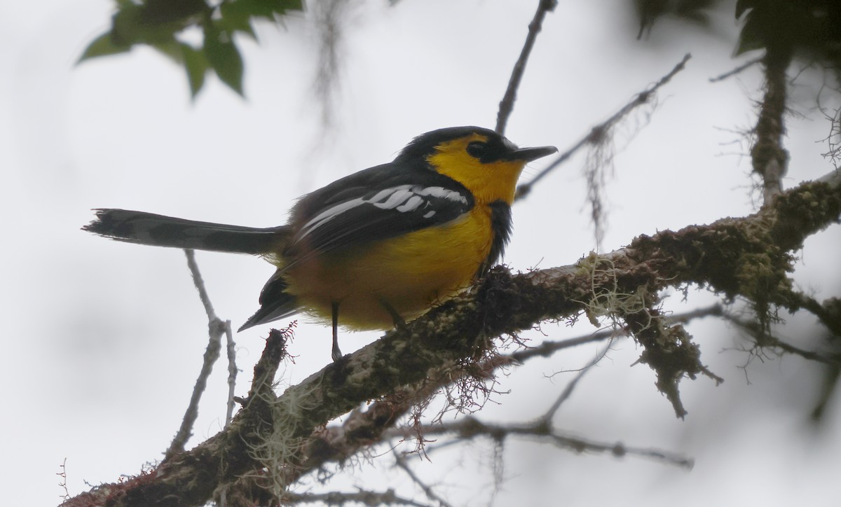 Black-breasted Boatbill - ML626963010