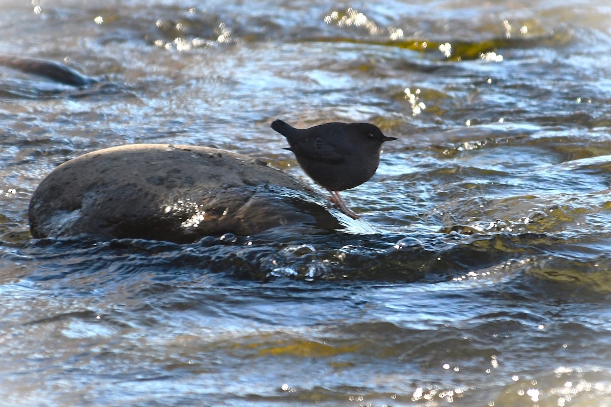 American Dipper - ML626963100