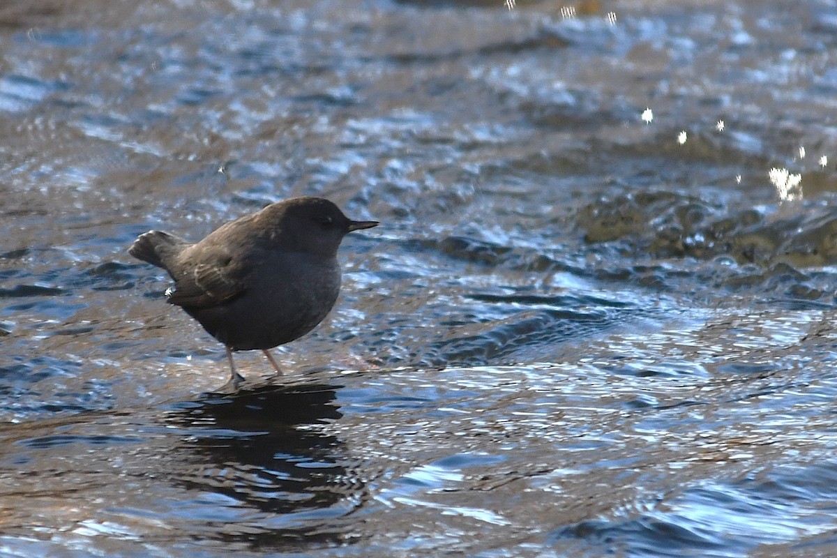 American Dipper - ML626963127