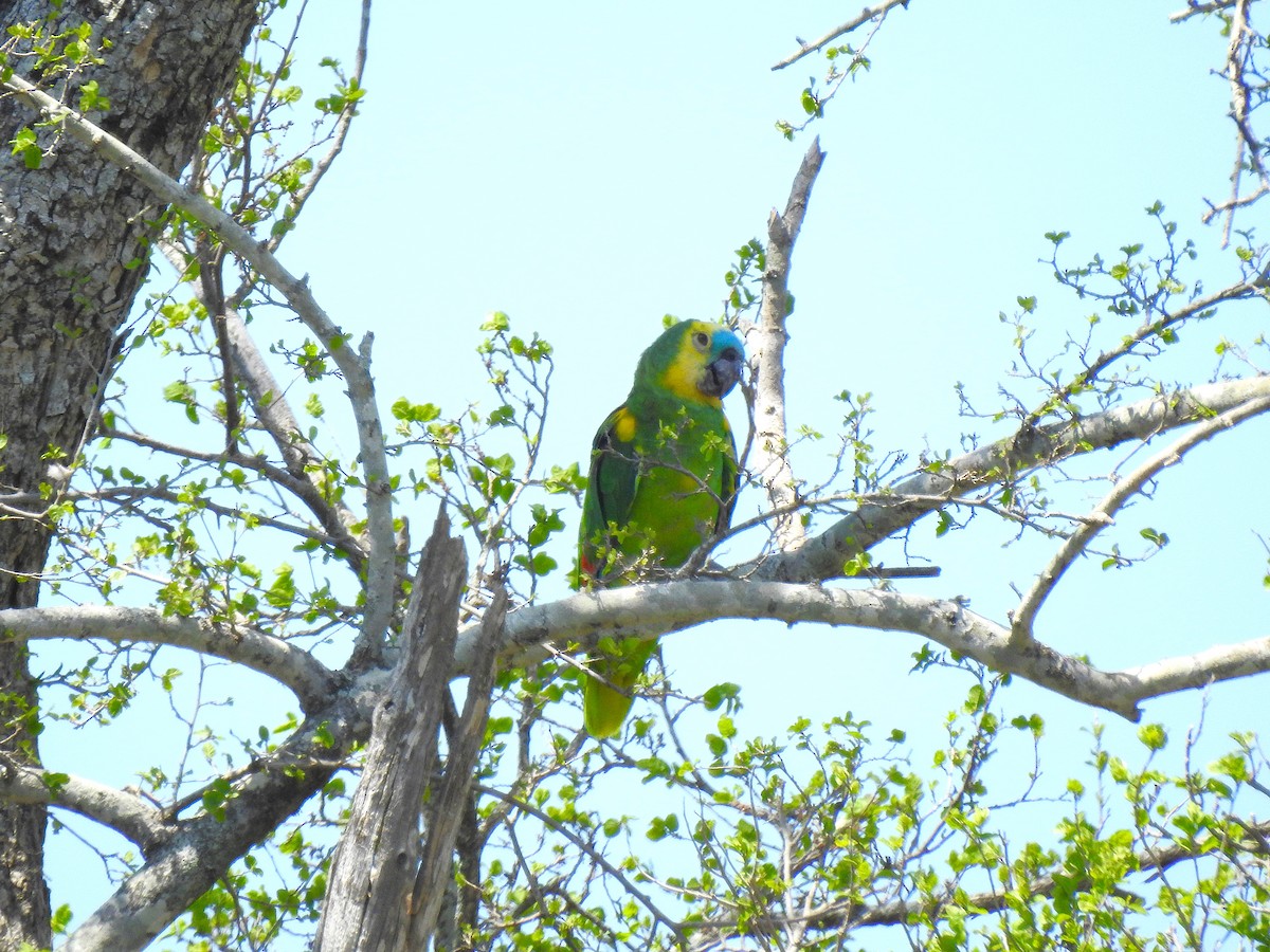 Turquoise-fronted Amazon - ML626963246