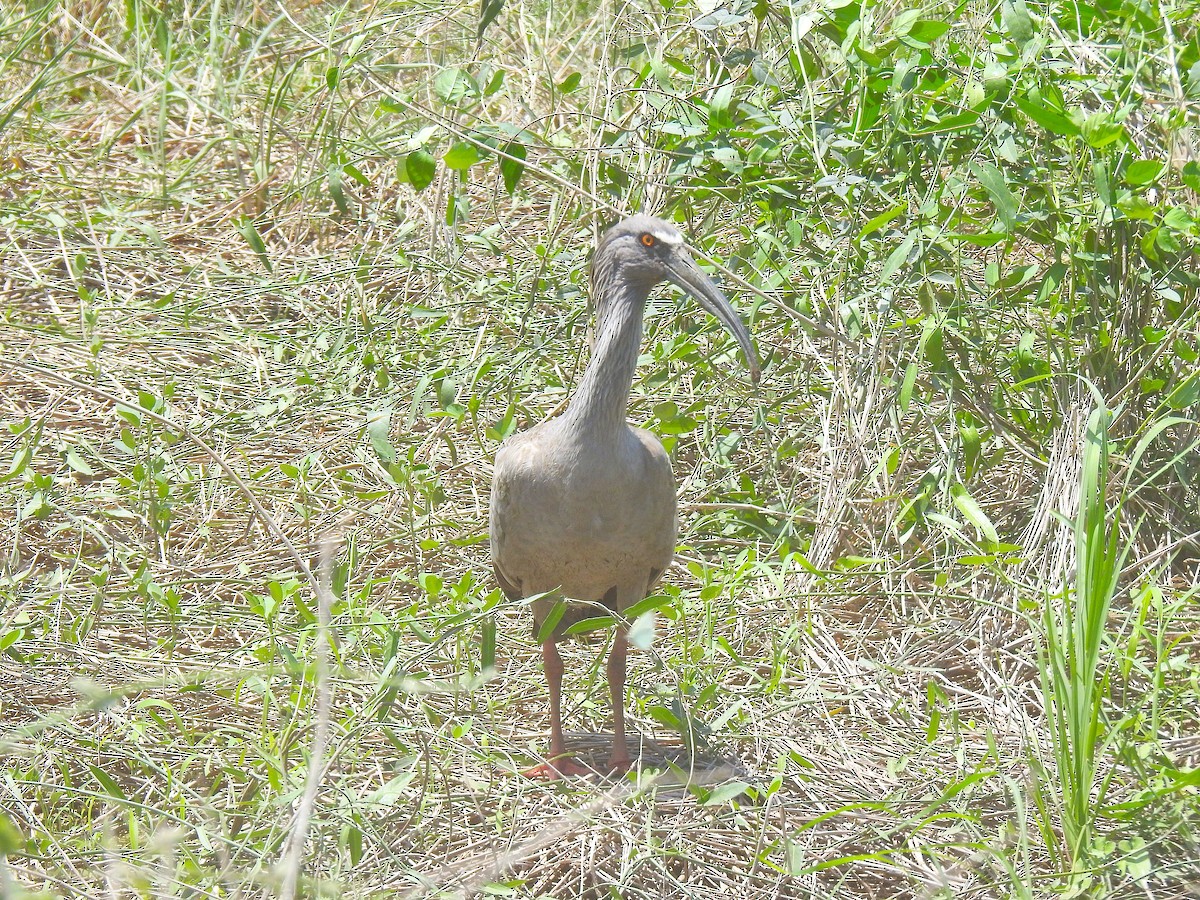 Plumbeous Ibis - ML626963250