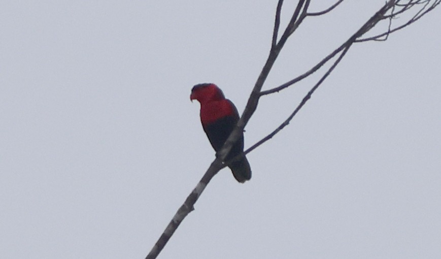 Black-capped Lory - ML626963399