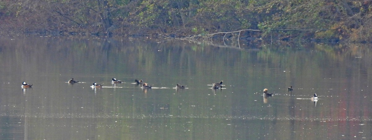 Hooded Merganser - ML626963431