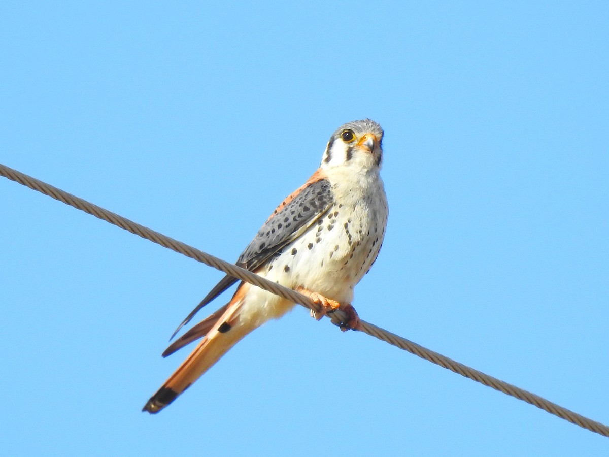 American Kestrel - ML626963447