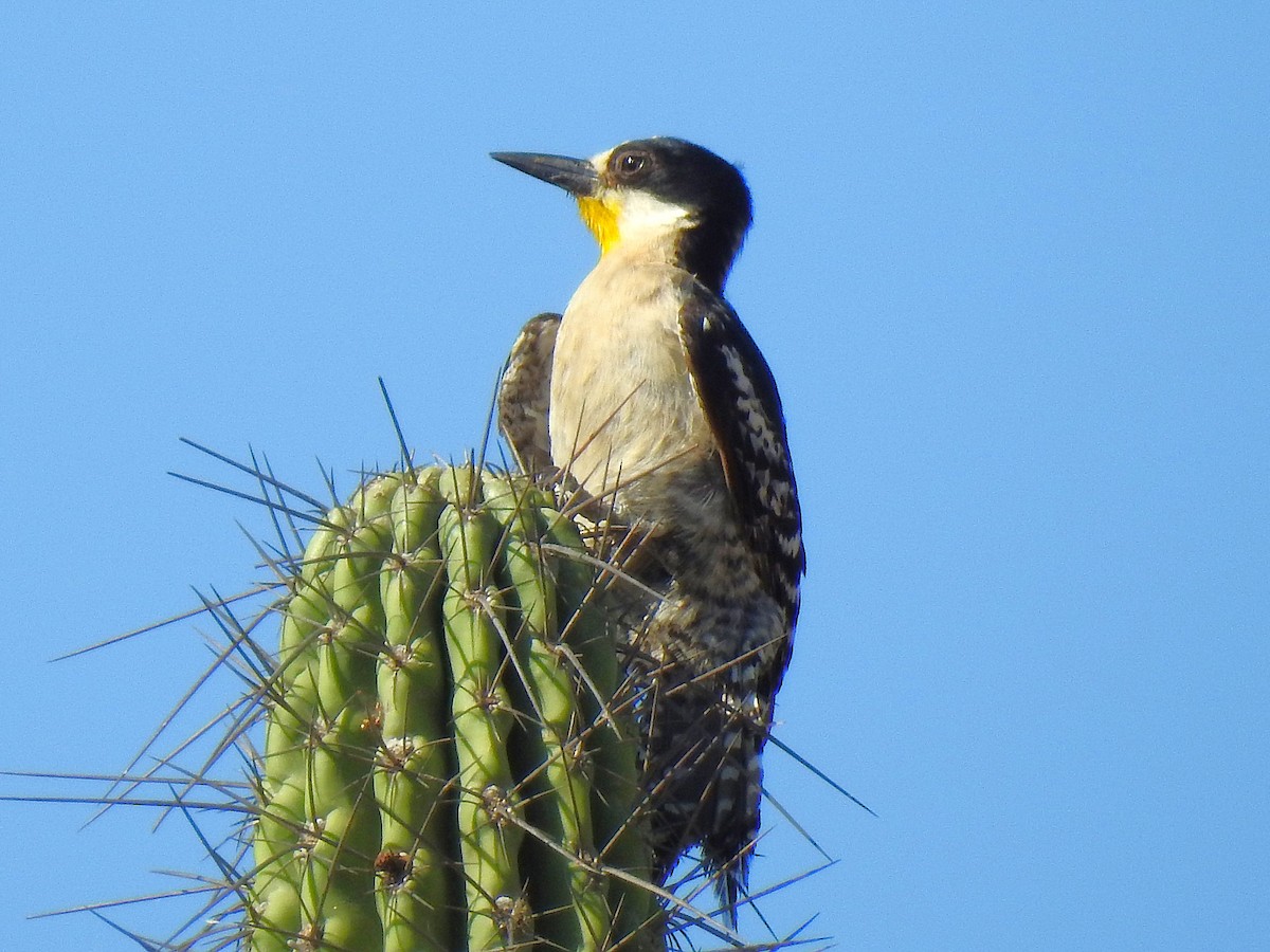 White-fronted Woodpecker - ML626963457