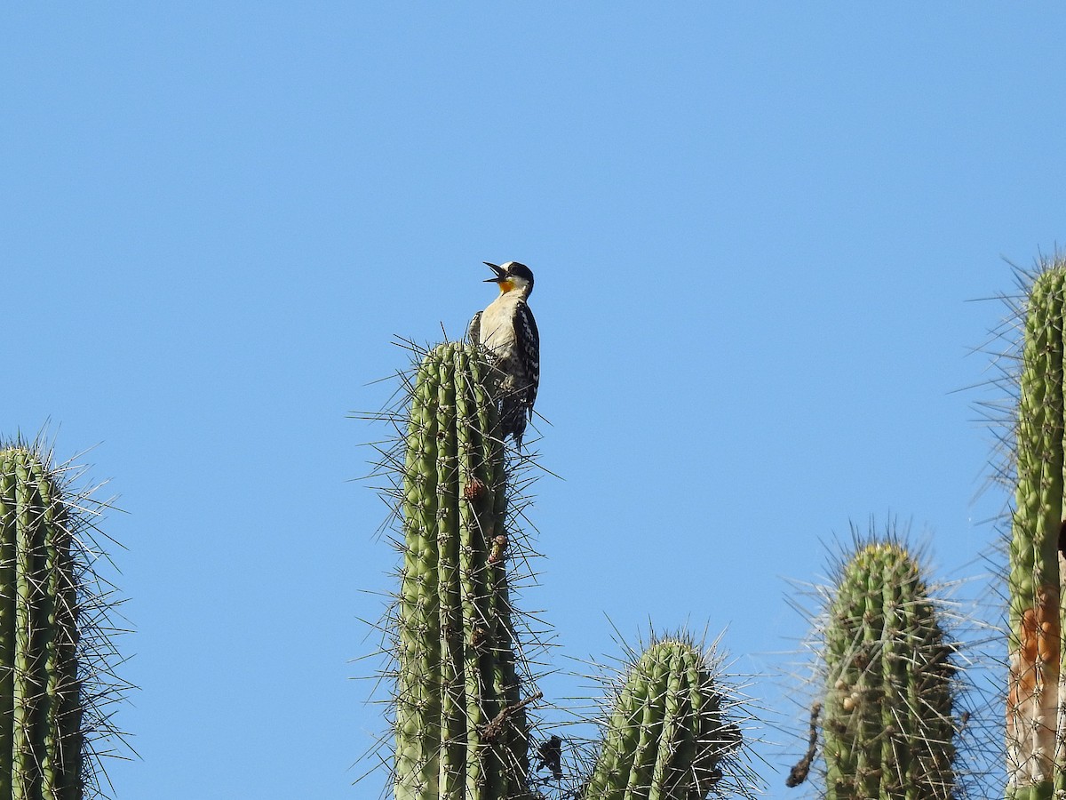 White-fronted Woodpecker - ML626963458