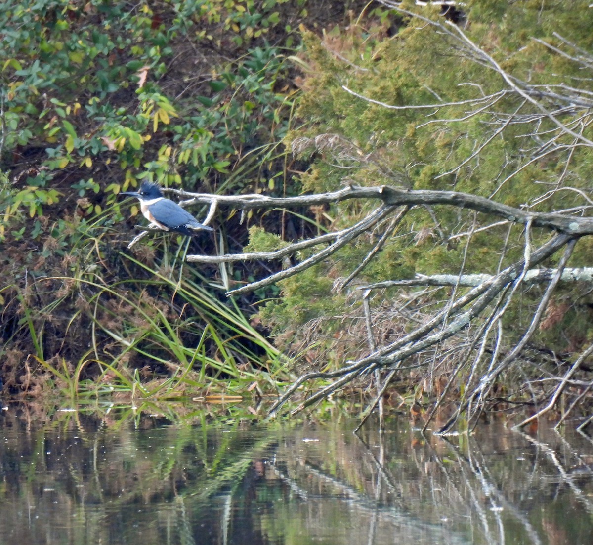 Belted Kingfisher - ML626963520
