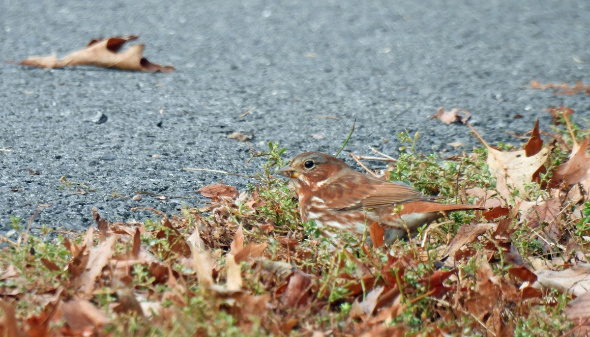 Fox Sparrow - ML626963553