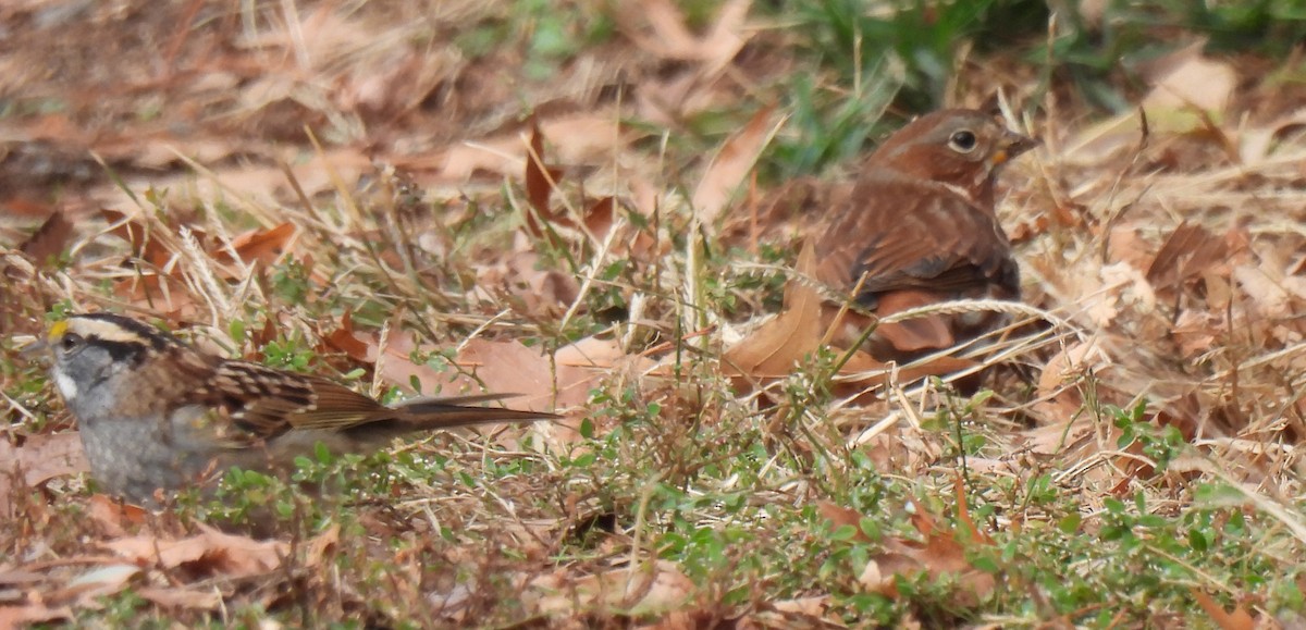 Fox Sparrow - ML626963635