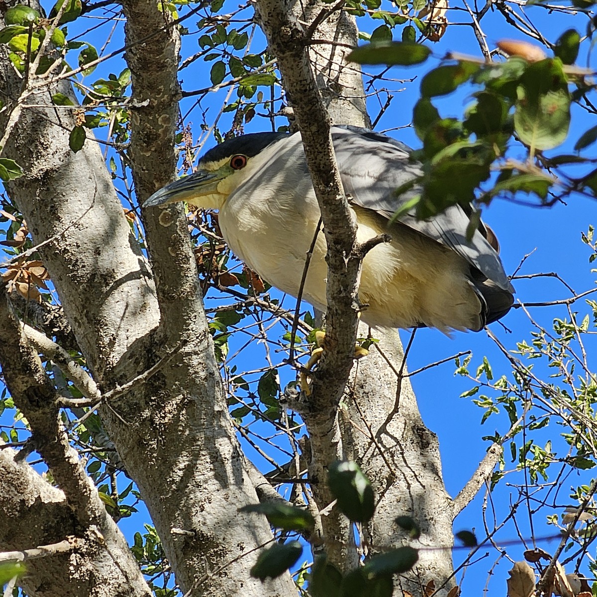 Black-crowned Night Heron - ML626963706