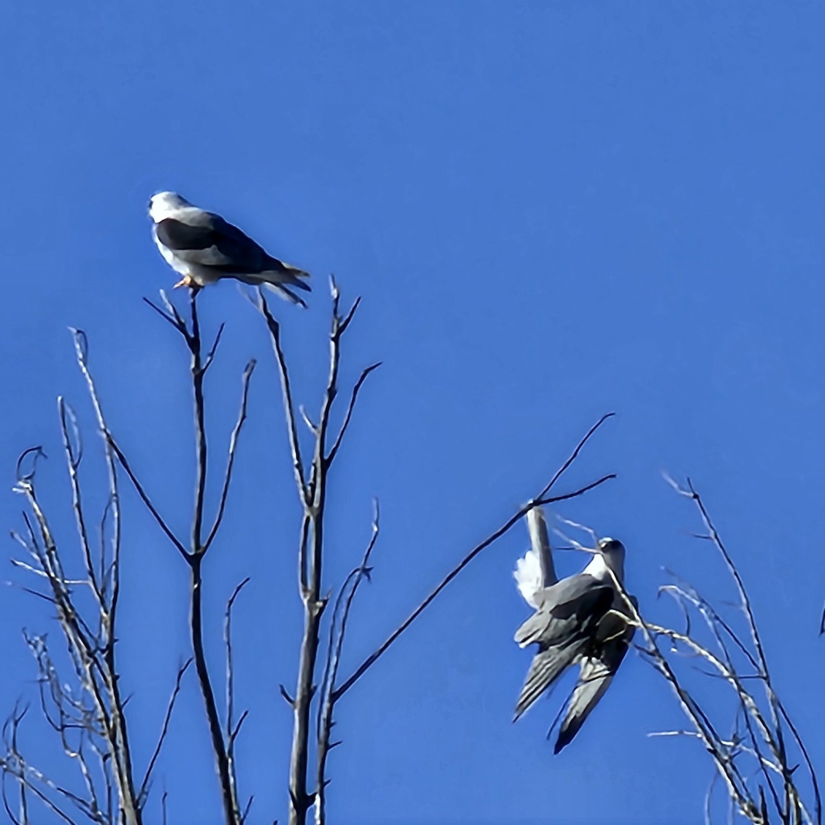 White-tailed Kite - ML626963728