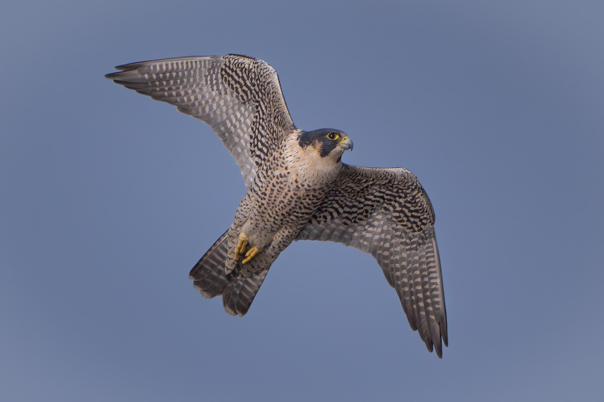 Peregrine Falcon - ML626963731