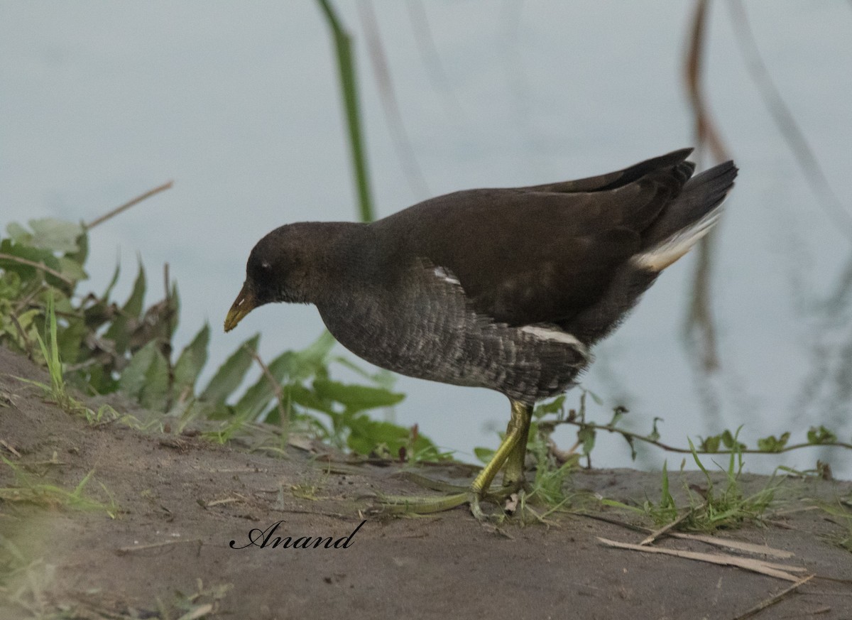 Eurasian Moorhen/Common Gallinule - Anand Singh