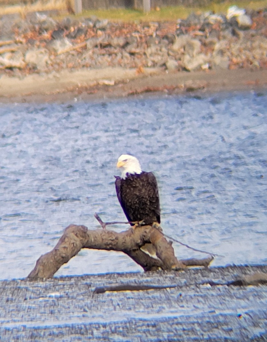 Bald Eagle - ML626964232