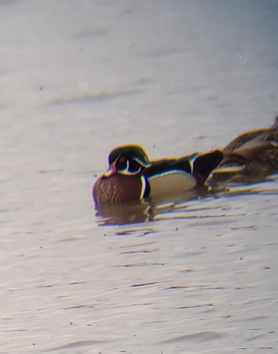 Wood Duck - ML626964242