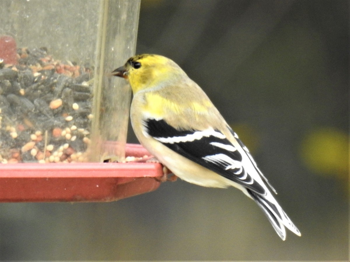 American Goldfinch - ML626964261