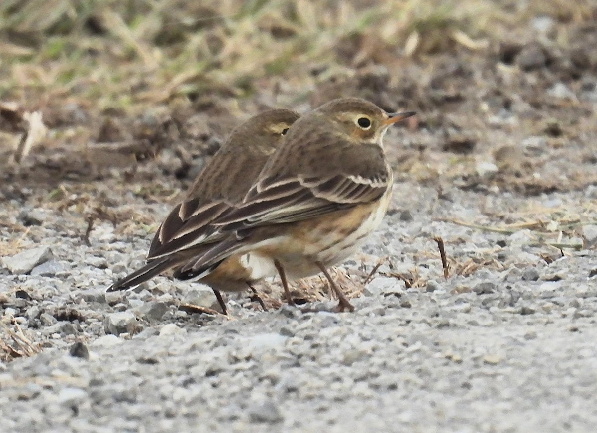 American Pipit - ML626964269