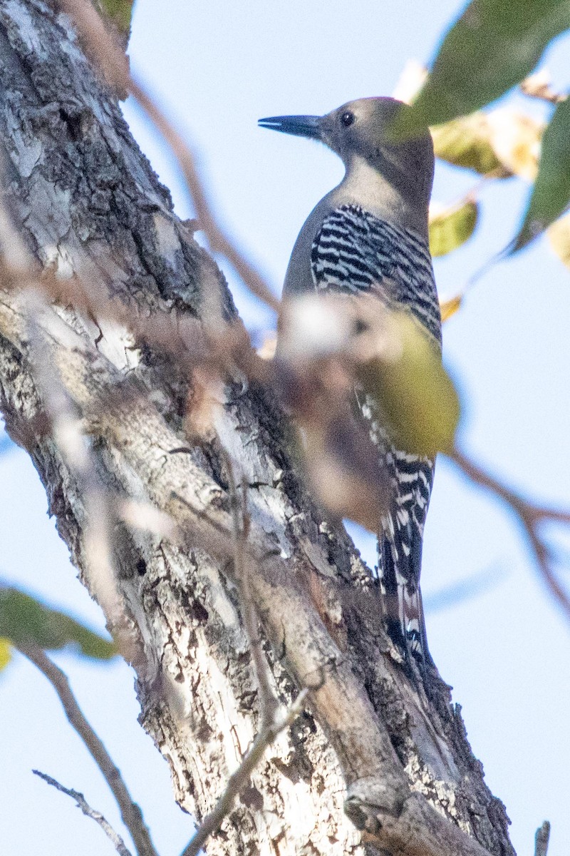 Gila Woodpecker - ML626964374