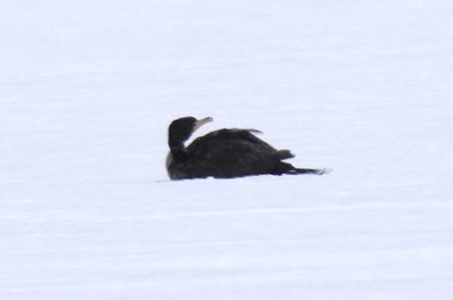 Double-crested Cormorant - ML626964441