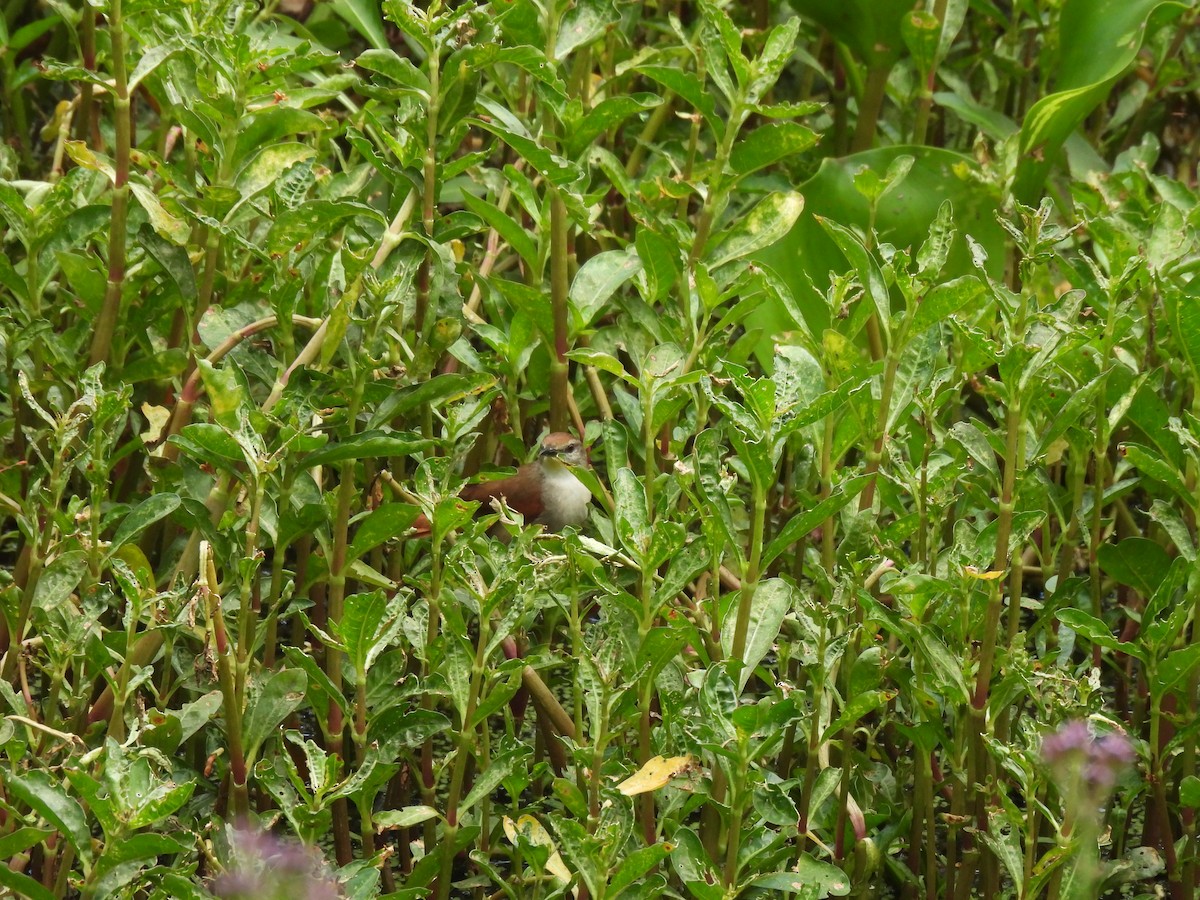 Yellow-chinned Spinetail - ML626964513