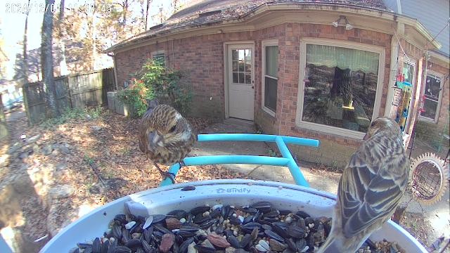 Purple Finch - ML626964574