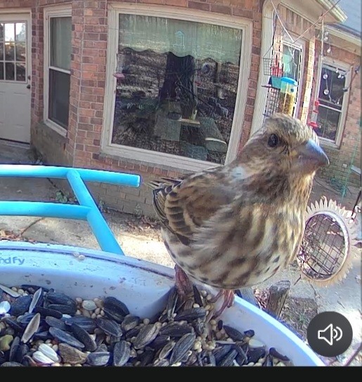 Purple Finch - ML626964599